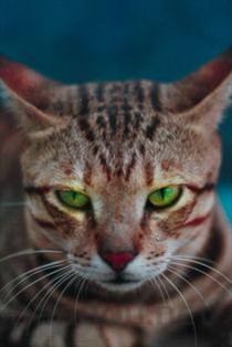 狗狗眼周红肿像起了小包是啥情况？该怎么做才对？