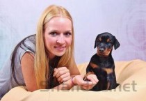 狗狗疫苗齐全突然呕吐有点挑食是什么缘故？该怎么办？