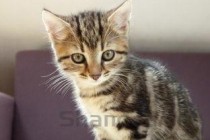 猫咪眼睛红血丝有点重是何原因？有什么办法恢复？