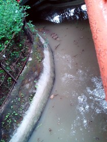 世界上最残酷的蚂蝗世界上最残酷的蚂蝗是谁