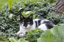 猫咪突然呕吐的问题出在哪？猫咪突然呕吐该怎么处理？