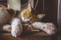 狗狗睡觉时呼吸急促偶尔咳嗽是啥情况？该咋办？