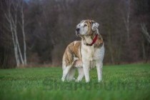 狗狗拉屎细条是什么缘故？狗狗拉屎细条要怎么处理？