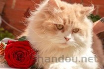 猫咪头秃了一块是什么原因？猫咪头秃了一块该如何是好？