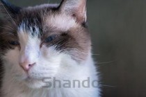 猫咪前右掌有一根手指肿大是啥情况？要怎么改善？