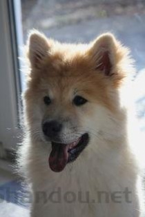 狗狗吐拉血便是什么原因？狗狗吐拉血便该怎么办？