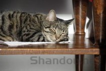 猫咪喘气浮动大不爱吃饭是啥情况？该用什么办法？