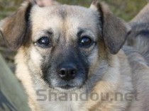 狗狗眼睛里长白色的东西分泌物多是什么情况？要吃药吗？