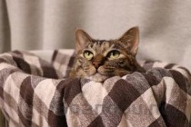 猫耳朵突然出现一块褐色斑点要怎么调理？