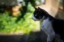 猫咪吐过拉黄色恶臭带水的便便怎么办？