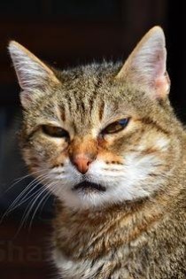 猫咪感觉呼吸有点快是什么原因？猫咪感觉呼吸有点快要怎么改善？