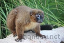 世界全王卫冕排名前十，世界全王卫冕排名前十的球队