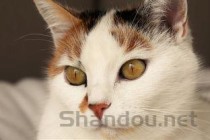 小猫一只眼睛睁不开流泪掉毛该怎么解决？