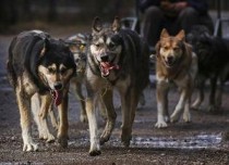 阿拉斯加犬多少钱一只幼崽图片，阿拉斯加犬多少钱一只