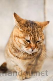 猫咪屁股下面老是有很脏的褐色液体该用什么办法？