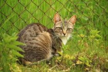 猫咪拉屎有白色粘膜少量带血要怎么改善？