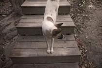 狗狗咳嗽之前都会出现一阵齁的声音是啥情况？