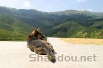 中国最火网红狗，最火的网红狗