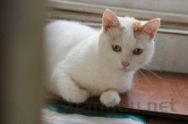 猫咪左眼浑浊有白膜是什么原因导致的？猫咪左眼浑浊有白膜要怎么调理？