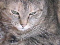 猫咪老眯着眼眼睛浑浊的问题出在哪？该咋办？