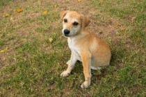 狗狗呕吐物外面的透明液体微泛红，为何会这样？该怎么办？