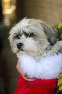 狗狗后脚趾长红色的肉包是啥情况？该怎么办？