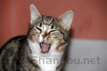 猫咪近期突然偶尔偶尔打嗝一样，啊该如何是好？