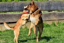 狗狗消瘦不长肉是什么情况？怎么弄会好？