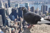 猫咪咳嗽是啥缘故？猫咪咳嗽要怎么调理？