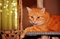 猫咪绝育之后出现痰音和咳嗽要怎么弄？