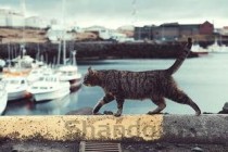 五个多月猫咪一直拉稀水便只窜稀要怎么调理？