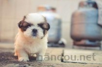 狗狗频繁干呕，为何会这样？狗狗频繁干呕要怎么处理？