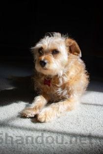 世界上最恶心的是什么动物，世界上最恶心的狗子