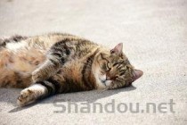 猫咪毛发里都是黑色颗粒是什么缘故？该用什么办法？