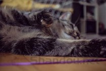 猫咪一直吐黄色液体的问题出在哪？有什么办法恢复？