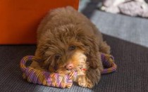 狗狗眼睛流粘液是什么原因？狗狗眼睛流粘液该怎么处理才对？