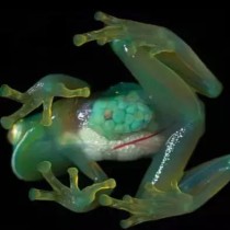 世界上最骚的青蛙（世界上最毒的青蛙是什么蛙）