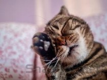 猫下嘴唇肿了的问题出在哪？猫下嘴唇肿了该如何是好？