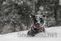 狗狗吐咖啡渣子颜色是什么情况？狗狗吐咖啡渣子颜色该咋办？