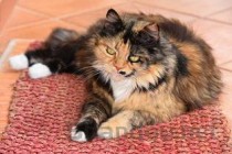 狗狗全身发抖躲人一碰就叫是什么情况？该如何解决？