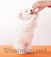 猫咪拉稀呕吐白色透明液体不吃东西要如何应对？