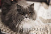 _中国最古老的猫，中国最早的猫是哪种猫