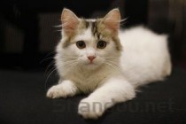 猫吐未消化的猫粮是怎么回事？猫吐未消化的猫粮要怎么调理？