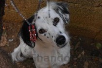 狗狗吐黄色黏液拉稀有咳嗽是啥情况？该怎么处理才对？