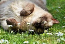 猫咪打了疫苗后不吃不喝打喷嚏怎么办？