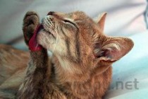 猫生殖器尖端是红黑的一舔就出血要如何应对？