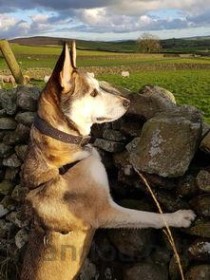 狗狗脖上长黑点是什么情况？要怎么弄？