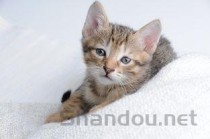 狗狗大便有粘液是什么原因？狗狗大便有粘液该怎么办？