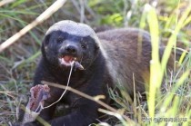 世界上最凶的狮子排名前十世界十大猛兽排名 第一名为万兽之王