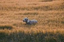 狗狗抖动身体是什么缘故？狗狗抖动身体要吃药吗？